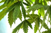 Fibromyalgia Marijuana